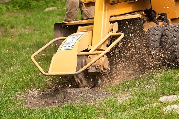 best stump removal services in north carolina
