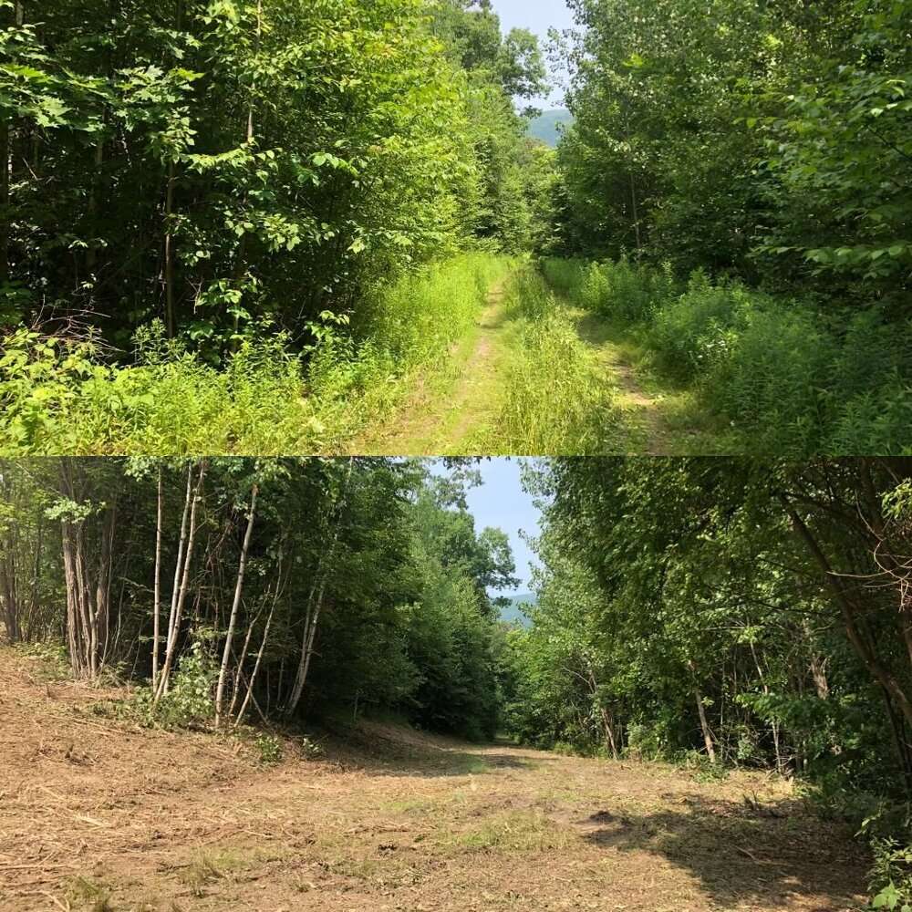 forestry mulching services in nc