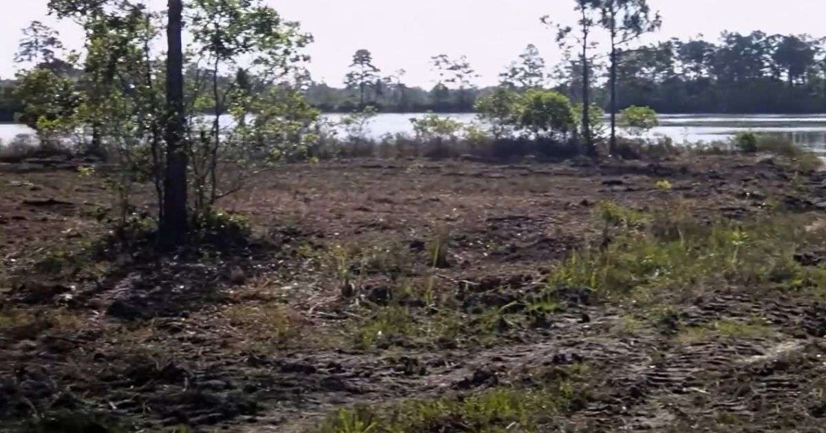 land clearing near me in charlotte
