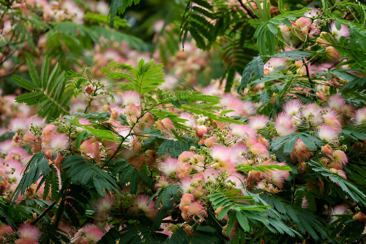 Invasive Species In North Carolina