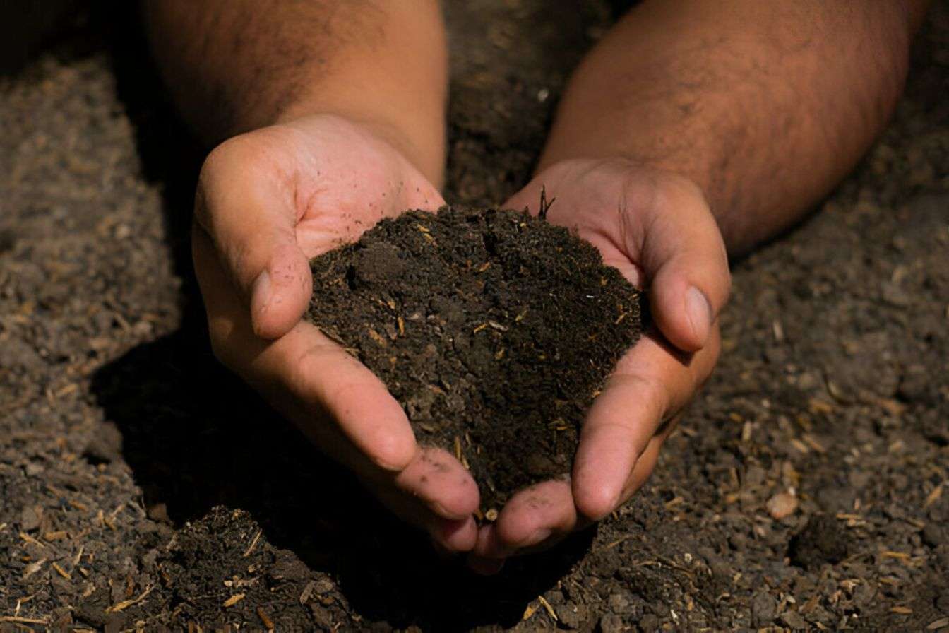 Wildlife Preservation During Land Clearing in jacksonville