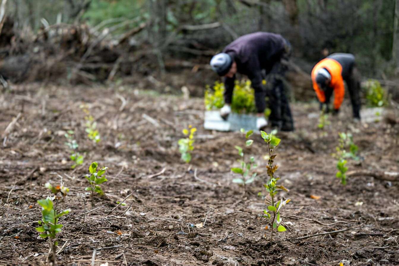 Wildlife Preservation During Land Clearing in nc