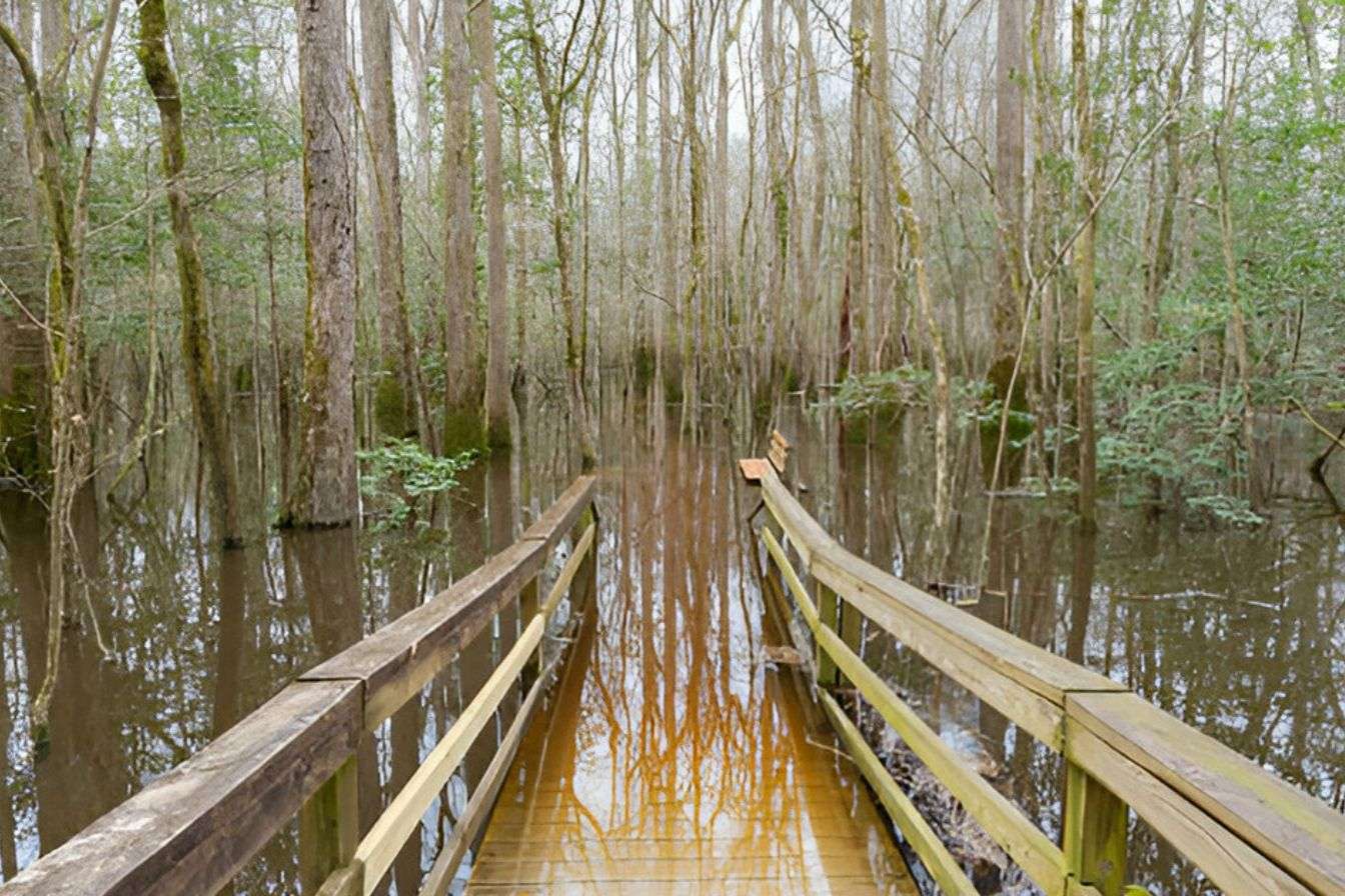 impact of land clearing on biodiversity in jacksonville